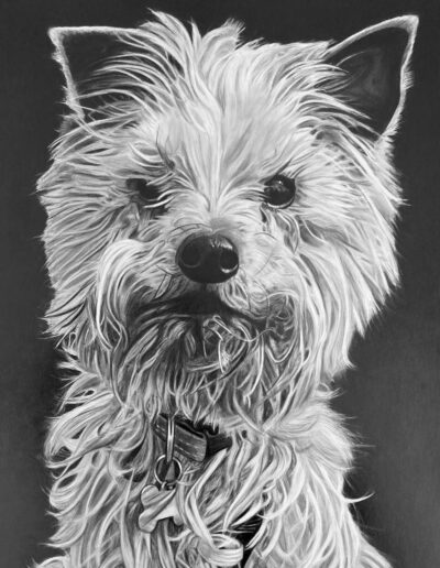Portrettekening Hond grafiet potlood Stephanie Bunk